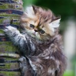 Сколько живут Персидские кошки - «История обо всем на свете»
