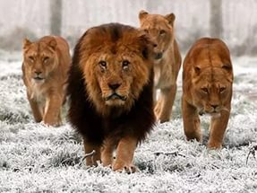 Сколько живут львы - «История обо всем на свете»