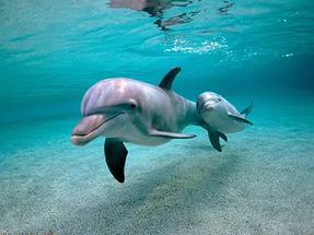 Сколько живут дельфины - «История обо всем на свете»