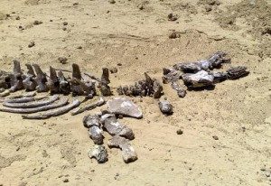Что такое палеонтология - «История науки»