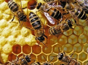 Как пчелы делают мед - «История науки»