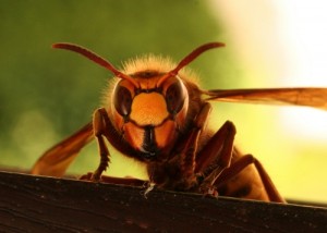 Исследования пчел - «История науки»
