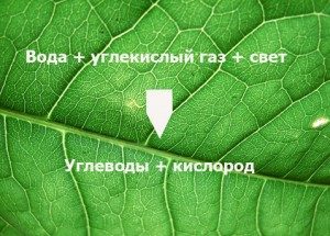 Что такое фотосинтез - «История науки»