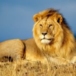 Сколько весит лев - «История обо всем на свете»