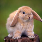Сколько весит кролик - «История обо всем на свете»