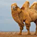 Сколько весит верблюд - «История обо всем на свете»