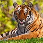 Сколько весит тигр - «История обо всем на свете»
