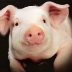 Сколько весит свинья - «История обо всем на свете»