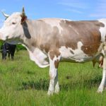Сколько весит корова - «История обо всем на свете»