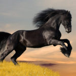 Сколько весит лошадь - «История обо всем на свете»