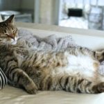 Сколько весит кот - «История обо всем на свете»