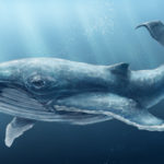 Сколько весит кит - «История обо всем на свете»