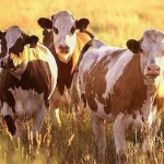 Что едят коровы - «История обо всем на свете»