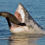 Что едят акулы - «История обо всем на свете»