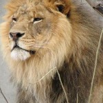 Что едят львы - «История обо всем на свете»