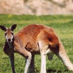 Что едят кенгуру - «История обо всем на свете»