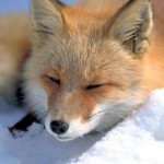 Что едят лисы - «История обо всем на свете»