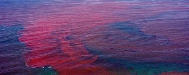 Российские ученые предупреждают о стремительном распространении в водах Мирового океана токсичных красных водорослей (2 фото) - «Катаклизмы»