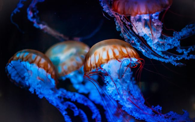 Роботы-медузы будут исследовать морские глубины (2 фото) - «Новые технологии»