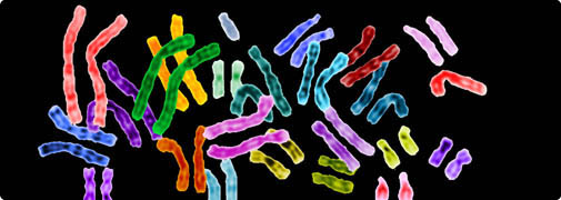 Клоны с изменённой ДНК - «Клонирование»