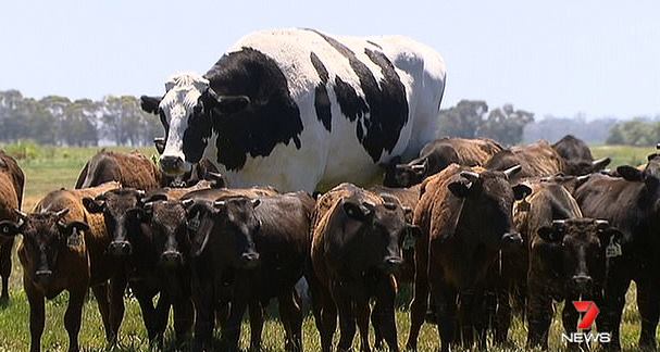 На ферме в Австралии вырос огромный бык (6 фото) - «Планета Земля»