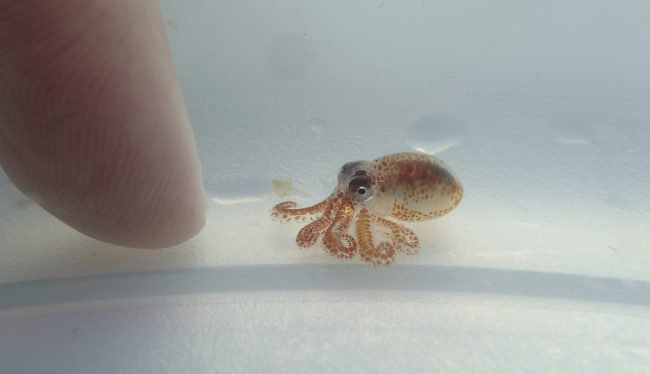 Крохотные осьминоги-убийцы напомнили о загрязненности океанов (2 фото) - «Планета Земля»