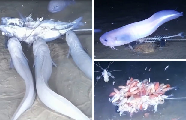 У нового вида морских рыб нет больших зубов и чешуи (7 фото + видео) - «Планета Земля»