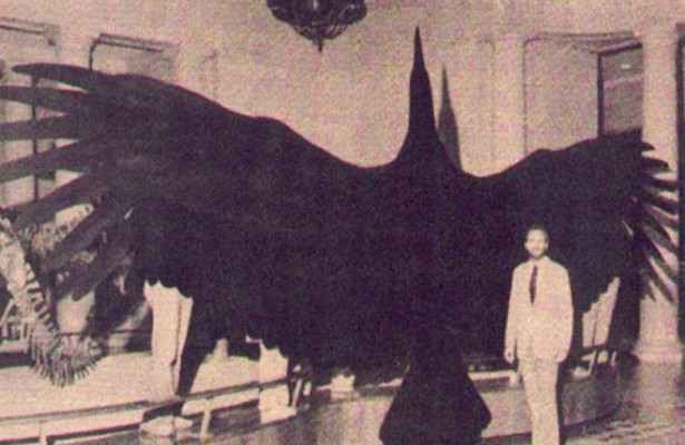 Аргентавис: самая большая птица в истории Земли - «Планета Земля»