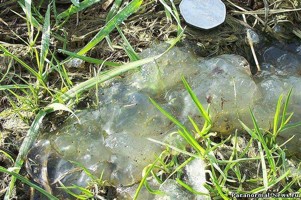 В Великобритании обнаружили загадочную слизь на траве - «Плато Наска»