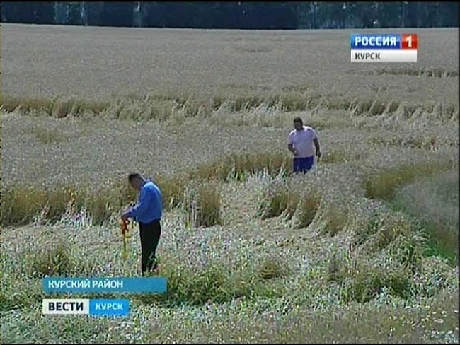 Необычные узоры на полях Курской области (3 фото) - «Круги на полях»