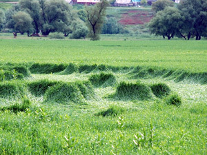 Круги на полях в Башкирии - «Круги на полях»