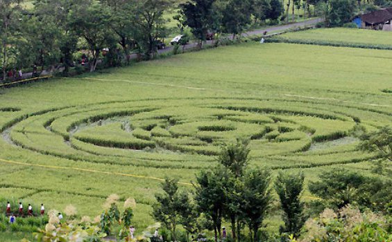 «Это знак Божьего Величия!», так говорят о новых кругах на полях в Индонезии - «Круги на полях»