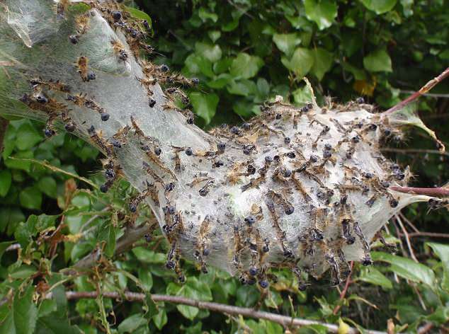 Юго-восток Великобритании заполонили опасные для человека гусеницы (10 фото) - «Планета Земля»