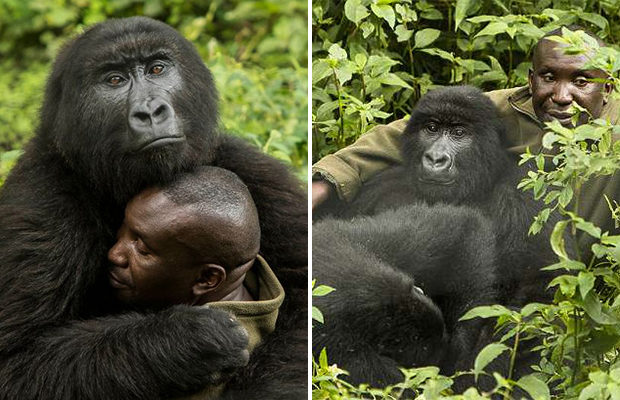 Две гориллы влюбились в своего смотрителя (7 фото) - «Планета Земля»