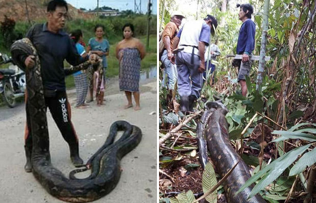 Жители Борнео убили и съели 6-метровую самку питона (8 фото) - «Планета Земля»