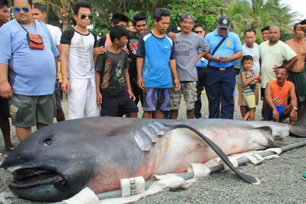 На пляж Филиппин выкинуло редкую глубинную акулу. Жители связали это с грядущими большими бедствиями (2 фото) - «Планета Земля»