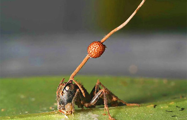 Гриб, который превращает муравья в «зомби» (5 фото) - «Планета Земля»