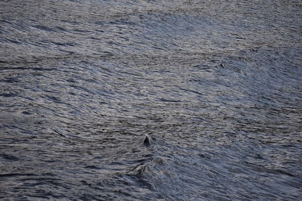 Мальчик снимал Лох-Несское озеро, когда из воды показался странный плавник (2 фото) - «Лох-Несс»