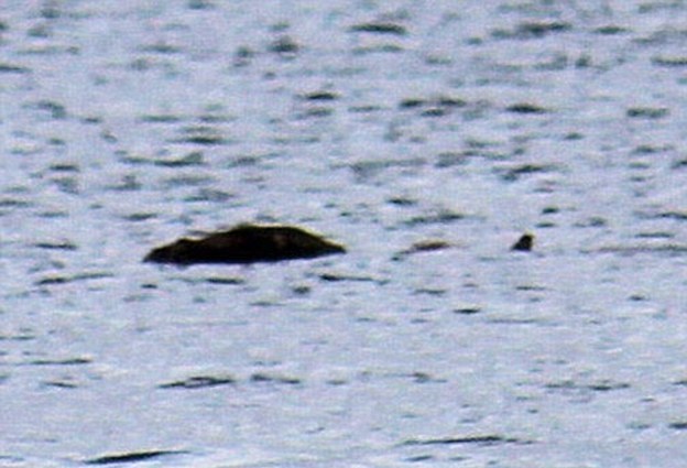 На озере Лох-Несс засняли в воде что-то крупное. Знаменитая Несси? (2 фото) - «Лох-Несс»