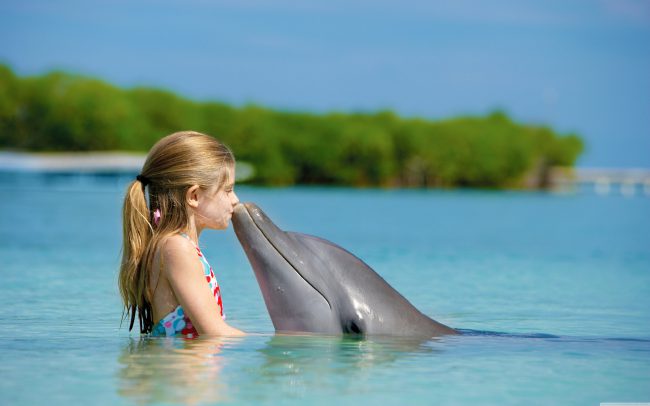 Действительно ли дельфины так умны, как о них говорят? (5 фото) - «Планета Земля»