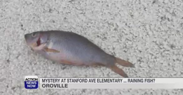 В Калифорнии на школу выпал дождь из мертвой рыбы (4 фото) - «Планета Земля»