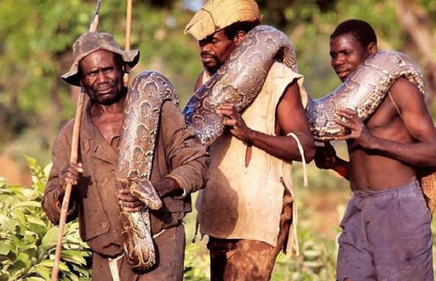 Как в Африке охотятся на питонов - «Планета Земля»