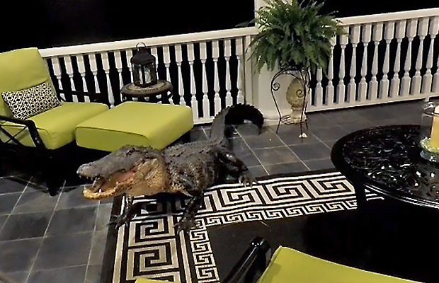 3-метровый аллигатор пробил дверь и залез на веранду дома (3 фото + видео) - «Планета Земля»