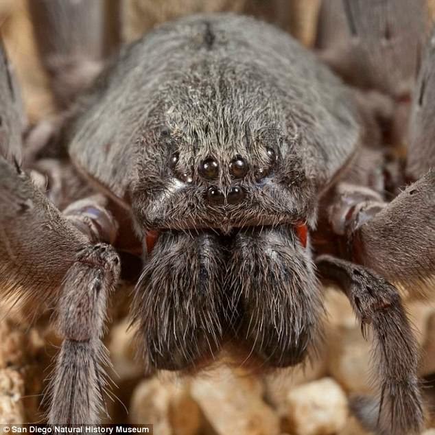 Пришелец из кошмаров: Ужасающий паук размером с кулак с красными клыками найден в мексиканской пещер (4 фото) - «Планета Земля»
