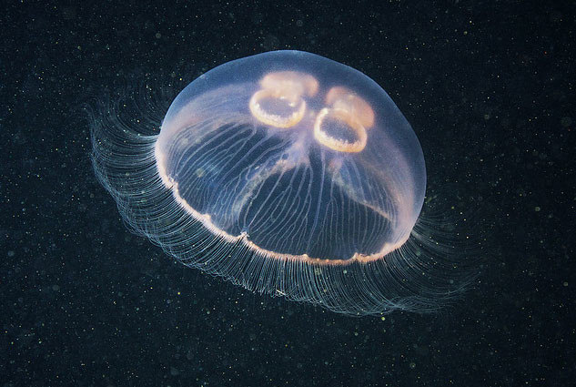 Опасные животные Черного моря (7 фото) - «Планета Земля»