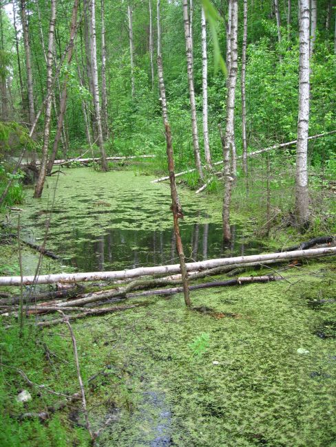 Дух череповецких болот (3 фото) - «Аномальные зоны»