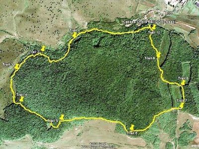 Аномальный лес Хойя-Бачу в Румынии (5 фото) - «Аномальные зоны»