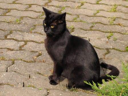 Мистическая пражская история о мести черного кота (2 фото) - «Мистика»