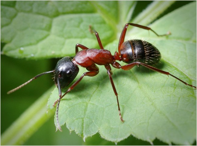 Сколько живут муравьи - «История обо всем на свете»