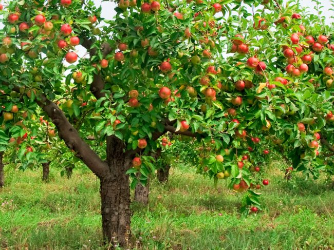 Сколько лет живет яблоня – продолжительность жизни - «История обо всем на свете»